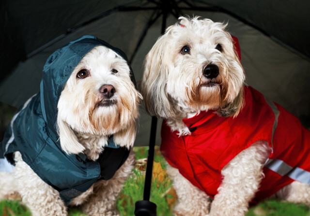 Hundebekleidung für nasses Wetter